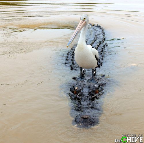 No way! - A peligan is riding on the back of an alligator!