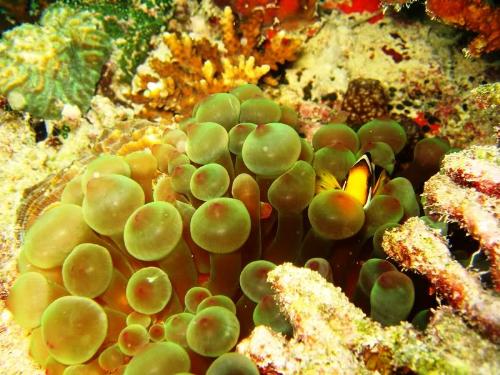 fish - underwater living organisms.