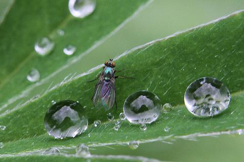 Fly and raindrops - Tiny fly between raindrops on a plant