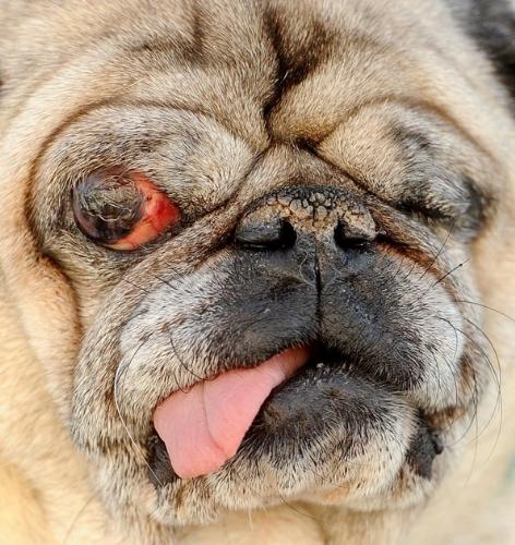 Ugly dog - This a Pug who is like 15 years old. One eye in missing and he is blind in the other! Unreal!