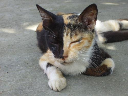 Phantom! - Meet Phantom, the not-so-friendly-neighborhood cat! :)Look at how well her face is halved ;)