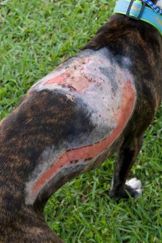 wtf - This waht happen to the dog Buster after he got hit by a car and had surgery! No good!
