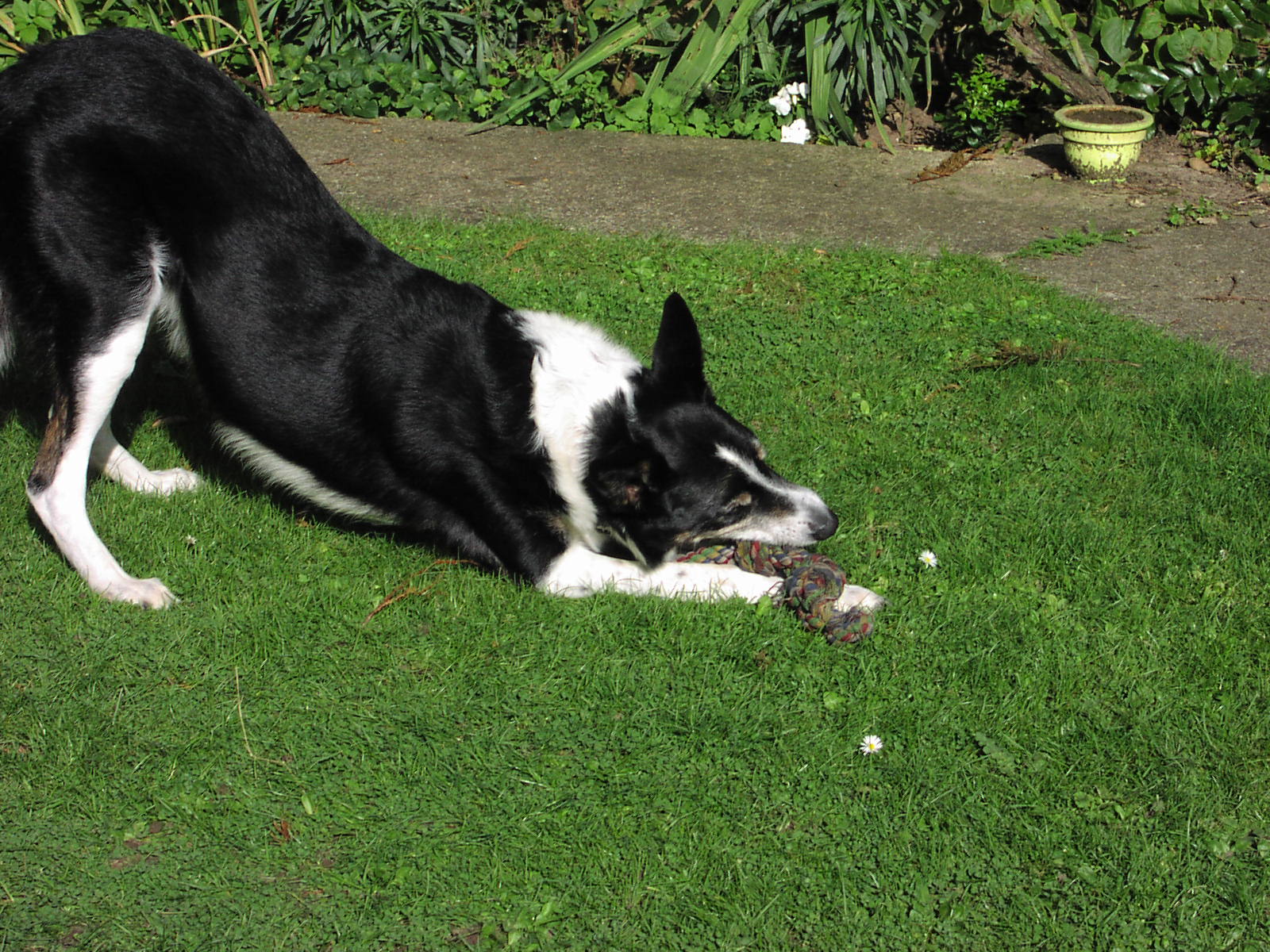 My dog Taff - My Tricolour Welsh Border Collie, Taff. We had him as a rescue dog and he was a bundle of nerves but he would never hurt a flea! I have never known a gentler dog! Sadly, he had to be put down in 2003 when he was 12. He had a cancer which went to his brain and could no longer use his back legs.