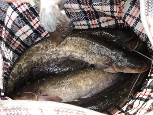 Fish - Here it is fish caught by me, i eat him with lot of pleasure...
