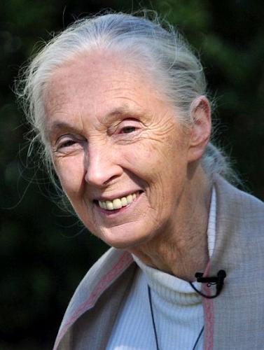 Jane Goodall - The searcher who did so much studying on chimps that now we know such more about them!