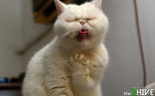 Singing cat - It looks like the white cat really is singing! If not it is being Mellow dramatic for some reason! LOL!