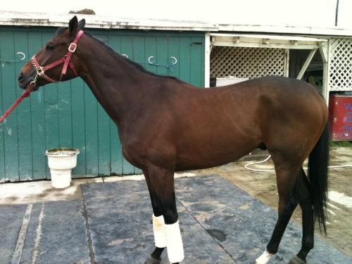 Allslewsstar - A grandson of Seattle Slew. Is 3 years and was retired form the track because a leg injury.