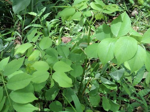a remedy for wounds - this plant is a best remedy for wounds of animals. My dad always uses it when our dog got wounds after fighting other dogs