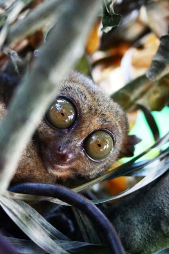 monkey - bad monkey with giant eyes.