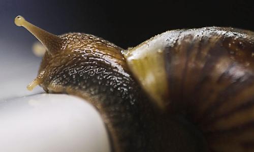 snail - a sluggish snail
