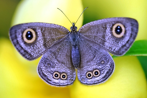 butterfly - a lavender butterfly