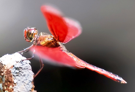 dragonfly - a red dragonfly