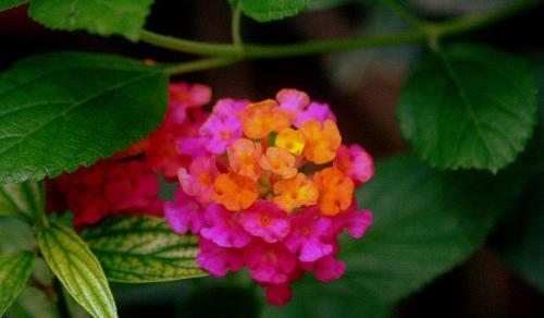 Macro on flower - When it comes to macro photographs, composition and focusing are critical. This is my first attempt photographing a macro picture. Rate it and please make a comment so that I can learn.