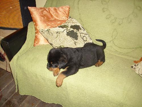 Rottweiler - A breed that I like much