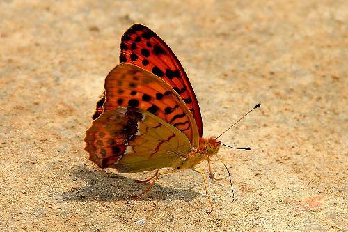 Beautifu Butterfly - I took this picture when I was travelling at Chengde, Hebei province, China.