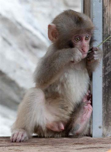 Baby Monkey - my monkey , my baby