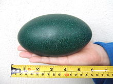 Emu Egg - I knew it was big but I didn't know they were green in color! WOW!