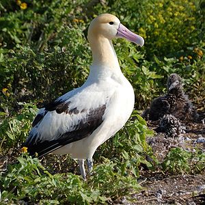 Albatross - Albatrosses have the largest wing span of any bird. They also fly long distances.
