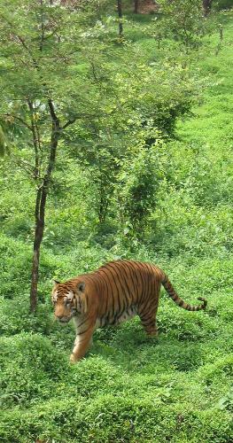 Bengel Tiger - The Bengel Tiger is a sub-species of the Tiger Family. They mostly live in India.
