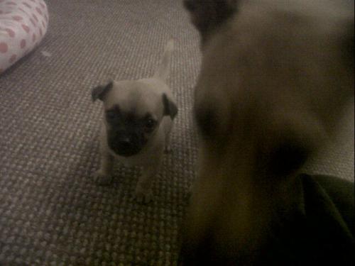 elvis - a close up of my little mans wee face!! elvis - a close up of my little mans wee face!!