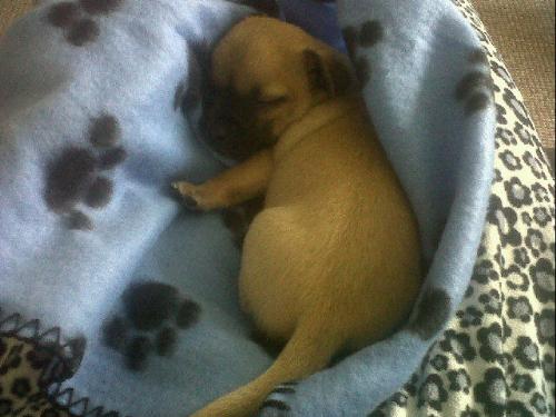 elvis sleeping! - my wee chihuahua puppy sleeping :) :) 