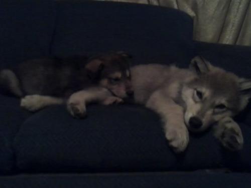 Scout and Kratos - My two wolf dogs when we first brought them home, they are much bigger than this now.