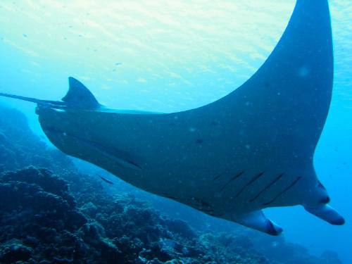 Bat Ray in the Lagoon Tahiti - The lagoon of French Polynesia waters are clear and the Bat Ray is one you may see swimming by