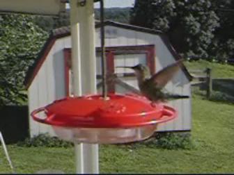 Humming Bird - A Humming Bird by a humming bird feeder.