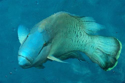 Humphead Wasse - This Humphead is near the surface of the water.