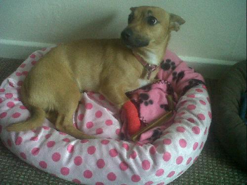 pixie - pixie and her wee red cast! pixie - pixie and her wee red cast!