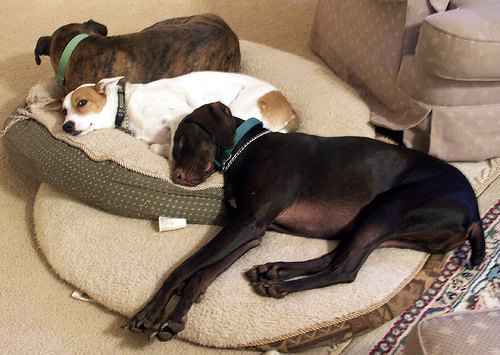 Sleeping together - dogs like to sleep together with their pack