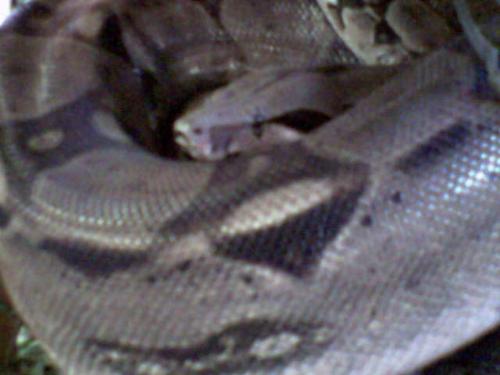 Julius - This is Julius - I'm pretty sure he's a boa constrictor, but honestly it's an old photo so he may well be a burmese python.