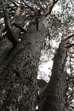 Big tree - Norway's biggest conifer