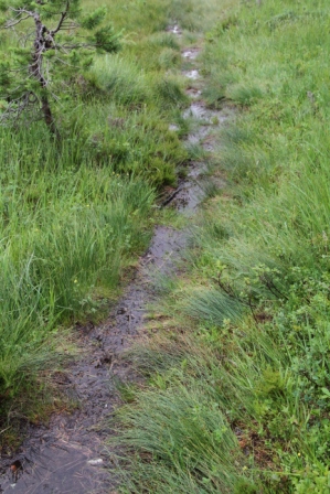 Very wet path - Very wet path in the Norwegian forest