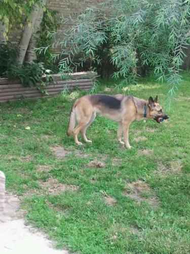 Lena - Lena is a friends German Shepard. She is chewing on a tennis ball. Her favorite kind of toy.