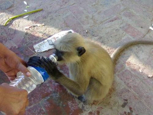 Thirsty summer - Water is the major cause of many desieases. So he is also having mineral water.