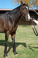 Lava Man - Lava Man was a great horse. His owner retired him and made him stable pnoy! Crazy!