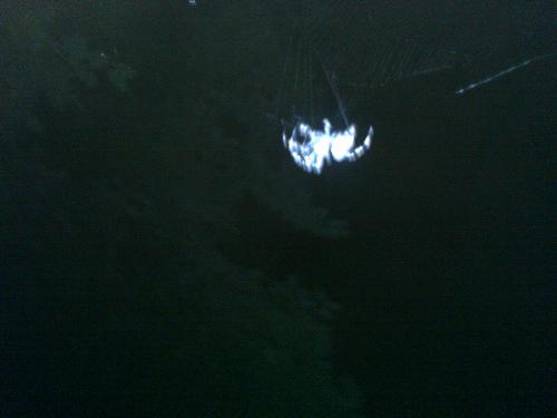 Spider - Huge spider living in my balcony.