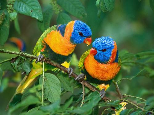 love birds - beautiful and colourful .All creatures understand the language and feelings of love.It is dedicated to happy couples.Godbless