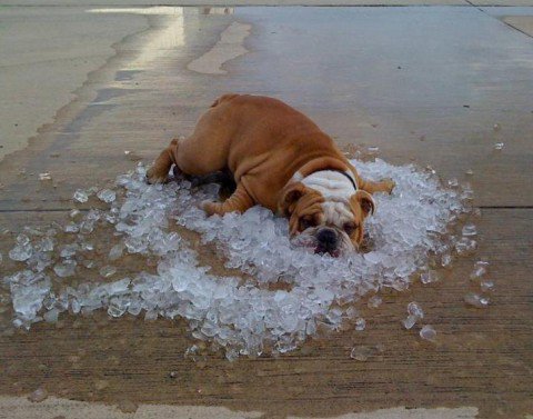 Bulldoog - A bulldog trying to keep cool by laying in some ice.