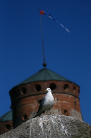 Gull in front of a castle - Gull in front of a Finish castle