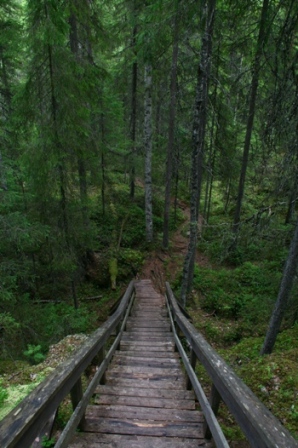Boardwalk in Finland - Boardwalk in a forest in Finland