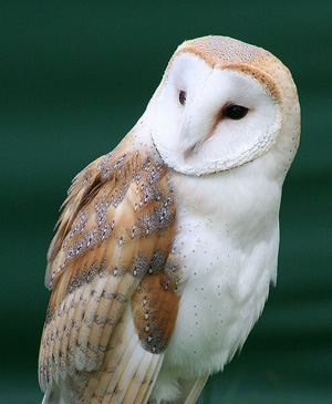 Barn Owl - Common Barn Owl