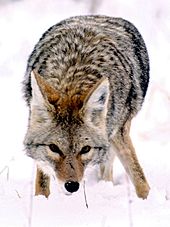 Coyote - A coyote in the snow.