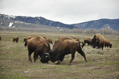 Bison - Bison,males,fighting.