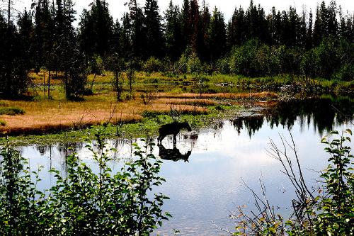 Moose in lake - A moose in a lake and you can see its reflection in the water.