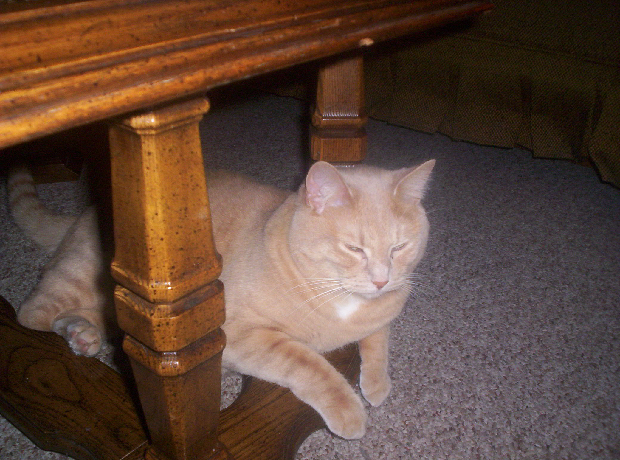 Chime - This is just a picture of Chime chillin under the table.  He is such a cute baby!