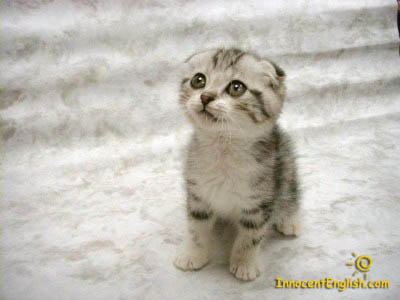 cute kitty - I love cat photos!