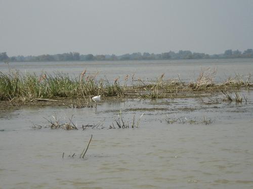Another snap from danube - what I can say? just another beautiful snap from danube... romania...danube....nature.....beautiful...