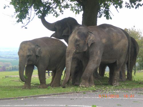Elephants - Elephants at the zoo